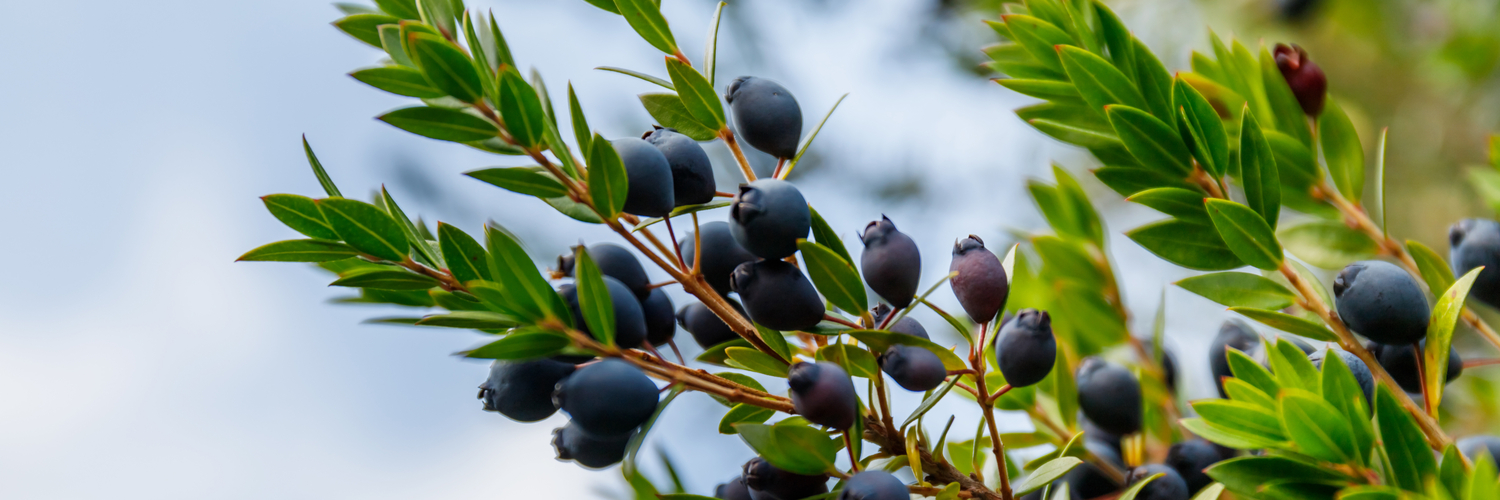 Il mirto nella storia